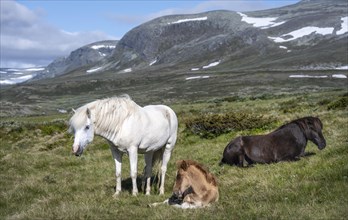 Norwegian fjord horses