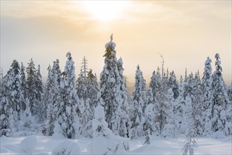 Snow-covered trees