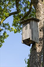 Nesting box for insects on a tree at the edge of a field