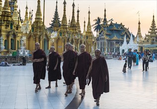 Monks at the Shwedagon pagoda