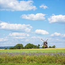 Field landscape with flower strips and windmill in the Magdeburger Boerde