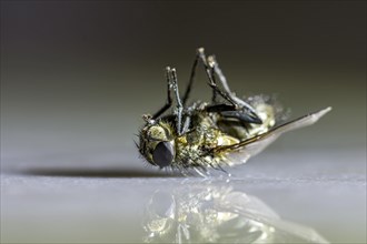 Dead house fly