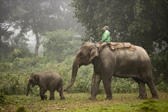 Working elephant with rider and young in the jungle