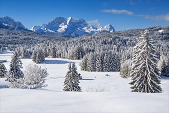 Winterly hummock meadows with Zugspitze group in the Wetterstein mountains