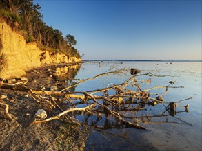 Uprooted tree on the cliff of the Baltic Sea in the evening light