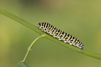 Swallowtail