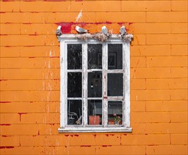 Nesting gulls on white window frame