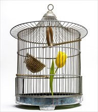 Close-up of a yellow tulip in a bird cage