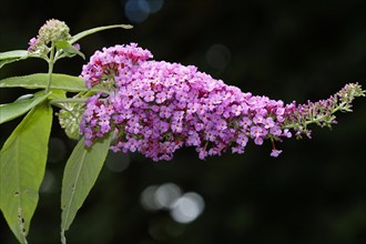 Flowering butterfly bush