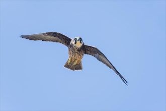 Eleonora's falcon