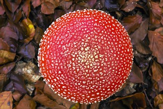 Fly agaric