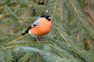 Eurasian bullfinch