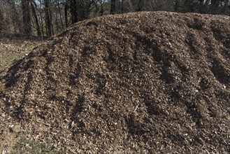 A mountain of wood chips from felled trees