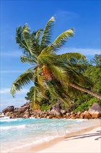 Anse Georgette beach palm paradise ocean sea water on Praslin island