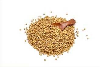 A pile of coriander seeds with a wooden spoon against a white background