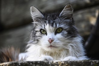 Main Coon domestic cat mixed-breed