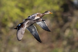 Pair of Gadwall in fly