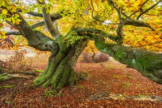 Old gnarled beech with moss in autumn in a former hute forest