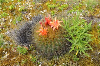 Flowering cactus with orange flowers