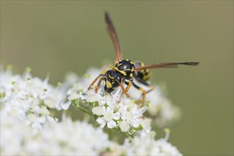 House field wasp