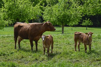Dairy cow and calves Red spot x Limousin