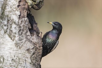 European Starling