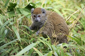Lac Alaotra bamboo lemur
