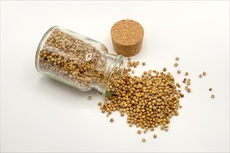 Coriander seeds spilling out of a 150ml glass spice jar against a white background