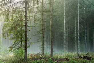 Spruce forest with fog in the early morning