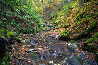 Wild stream near Winterberg