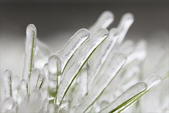 Leaves of grass enclosed by ice after freezing rain