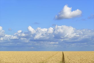 Wheat field