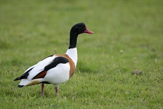 Common shelduck