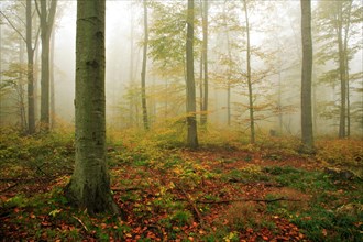 Beech forest in autumn