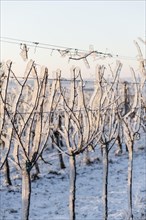 Vines covered with ice after freezing rain