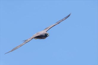 Eleonora's falcon