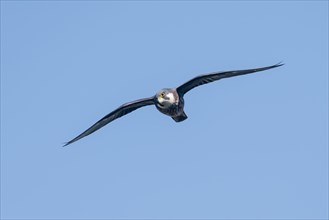 Eleonora's falcon