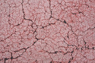 Cracks on red colored tar pavement