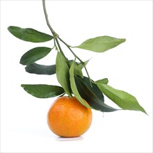 Clementine on a branch on white background