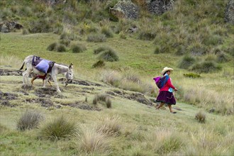 Indigenous woman leading a loaded donkey