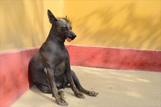 Peruvian naked dog
