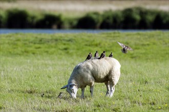 Domestic sheep