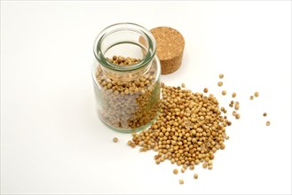 Coriander seeds beside and in a 150ml glass spice jar against a white background