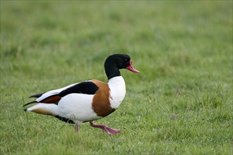 Common shelduck