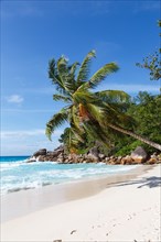 Anse Georgette beach holiday island Praslin palm tree portrait sea