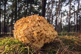 Wood Cauliflower fungus