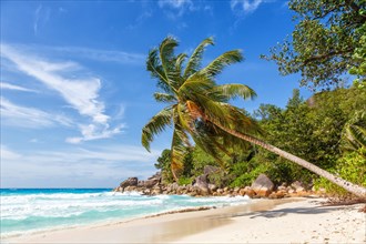 Anse Georgette beach holiday vacation island palm paradise sea water on Praslin