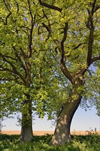 Oaks