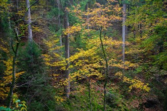 Forest in autumn leaves near Winterberg in Sauerland