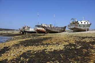 Shipwrecks ship graveyard in the port of Camaret-sur-Mer on the Crozon peninsula